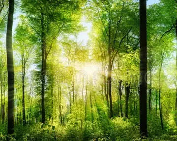 Sept raisons de choisir le bois