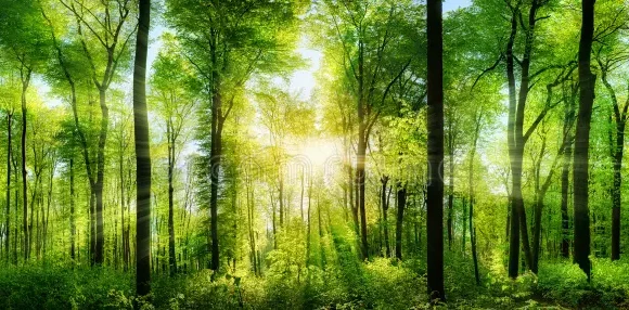 Sept raisons de choisir le bois